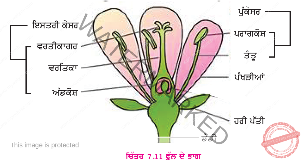 FULL DE BHAAG